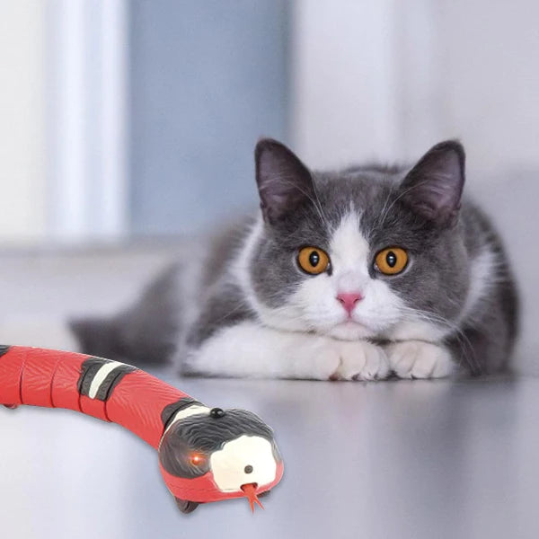 Cat Toy